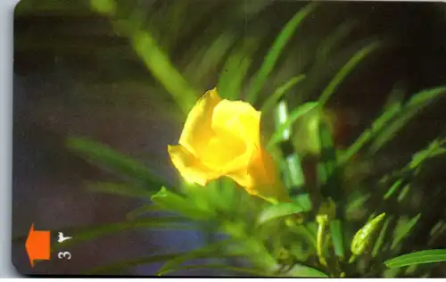 15562 - Oman - Yellow Oleander