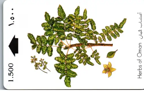 15565 - Oman - Herbs of Oman , Frankincense , Boswellia sacra