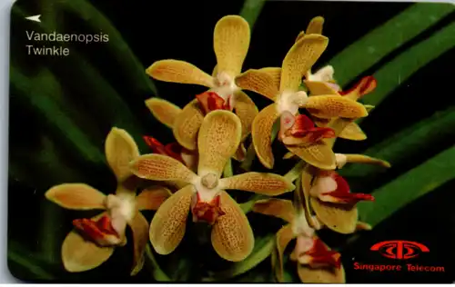 15567 - Singapur - Vandaenopsis Twinkle