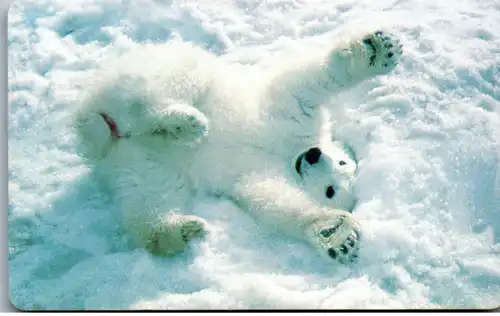 15573 - Deutschland - Arktische Tierwelt , Polarbär
