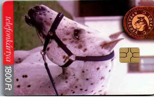 15595 - Ungarn - Appaloosa , Motiv Pferd
