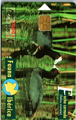 15716 - Spanien - Focha cornuda , Fauna Iberica