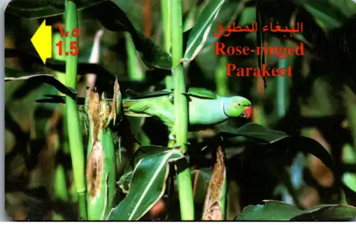 15898 - Oman - Batinah Region , Rose ringed Parakeet , Papagei