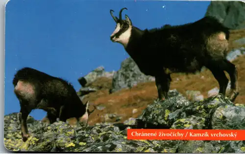 15905 - Slowakei - Chranene zivocichy , Kamzik vrchovsky , Gemse
