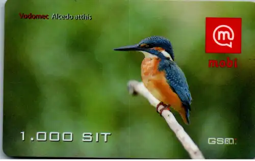 15927 - Slowenien - Mobi , Vodomec , Alcedo atthis , Eisvogel