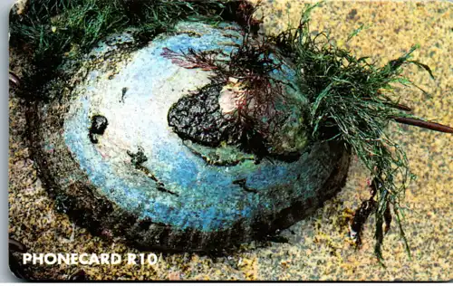 16021 - Südafrika - Intertidal wealth , Limpet garden , Limpet shell