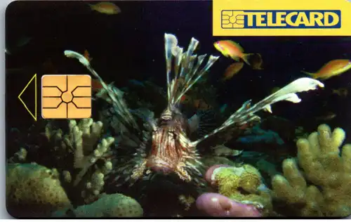 16155 - Tschechien - Meer , Motiv , Feuerfisch