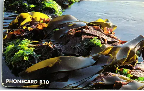 16175 - Südafrika - Intertidal wealth , Marine flora
