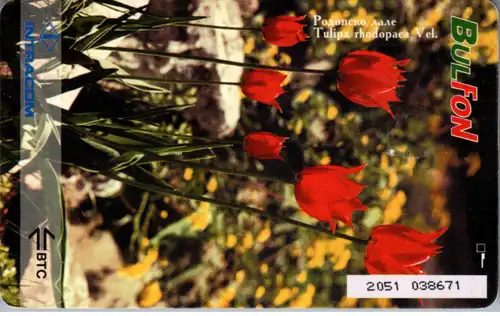 15374 - Bulgarien - Bulfon , Tulipa rhodopaea