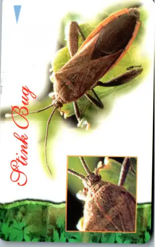 16231 - Singapur - Stink Bug