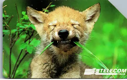 16272 - Italien - Animali per Modo di Dire , Forte come un lupo