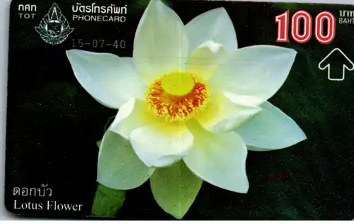 16273 - Thailand - Lotus Flower