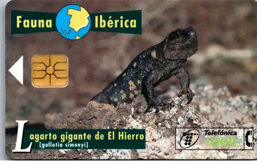 16298 - Spanien - Fauna Iberica , Lagarto gigante de El Hierro