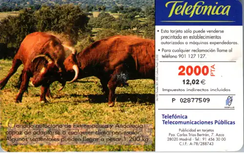 16330 - Spanien - Fauna Iberica , Toro Retinto