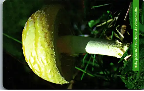 16336 - Slowakei - Huby jedovate , Pilz