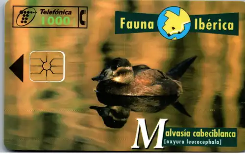 16568 - Spanien - Fauna Iberica , Malvasia cabeciblnaca