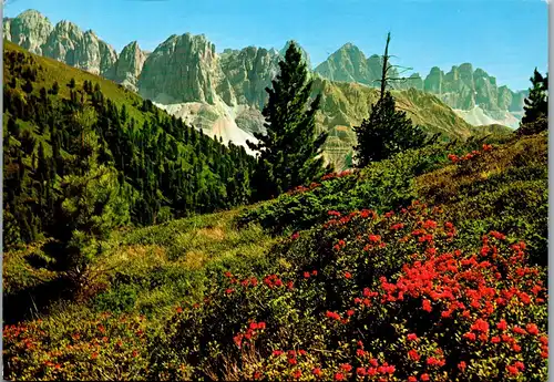 22035 - Italien - Rododendro con Cime Odle , Alpenrosen mit Geislerspitzen - gelaufen