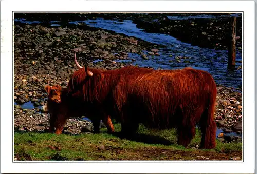 22471 - Schottland - Tiere , Schottisches Hochlandrind mit Kalb , Mother's Pride , Highland Cow and Calf - gelaufen 1993