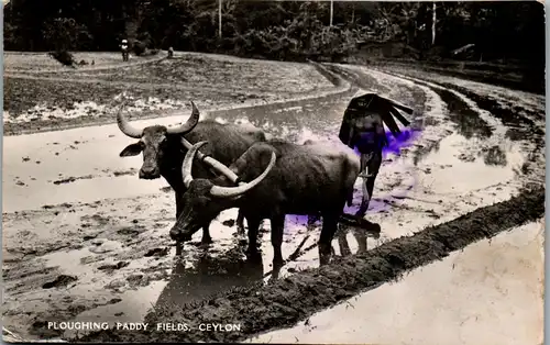 22898 - Ceylon - Ploughing Paddy Fields - gelaufen