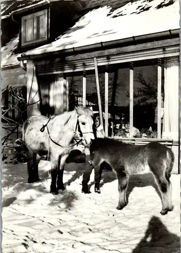 22934 - Steiermark - Semriach , Ponyhof  - nicht gelaufen