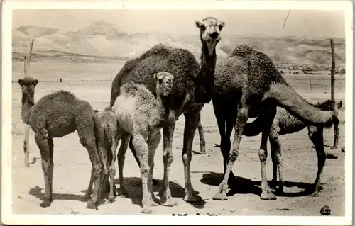 23040 - Tiere - Dromedar - gelaufen 1956