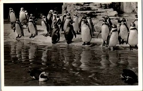 23135 - Deutschland - Hamburg , Carl Habenbeck 's Tierpark , Hamburg Stellingen , Humboldt Pinguine - gelaufen 1953