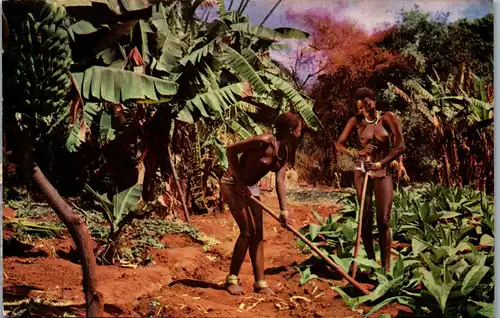 23362 - Südafrika - Young Zulu Girls working in the Bananafield - gelaufen 1961