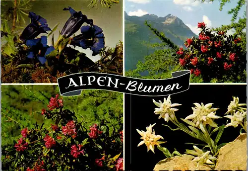 23415 - Botanik - Alpen Blumen , Enzia , Alpenrosen , Edelweiß - gelaufen 1973