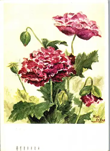 23610 - Künstlerkarte - Schlafmohn , Papaver , signiert Riek de Vos - gelaufen 1965