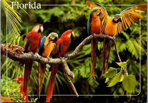 24043 - Tiere - Florida , Macaws , Parrot , Papagei - gelaufen 1993