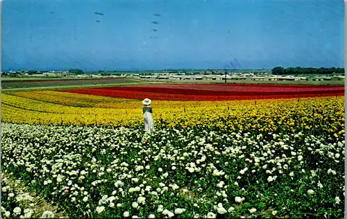 24047 - USA - California , Ranunculus Flowers - gelaufen 1985