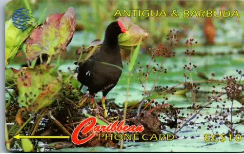 24696 - Antigua & Barbuda - Common Moorhen