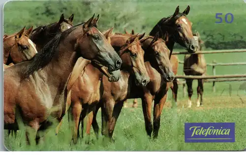 24750 - Brasilien - Telefonica , Cavalos no Pasto , Pferde