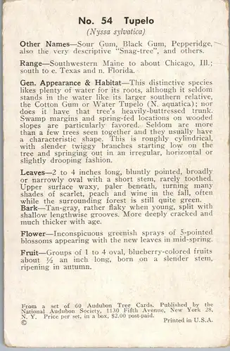 33183 - Künstlerkarte - Tupelo , signiert M. H. Bevans - nicht gelaufen