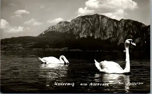 33396 - Oberösterreich - Unterach am Attersee , Schwan , Schwäne - gelaufen