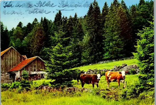 33710 - Deutschland - Im Schwarzwald , Kühe auf der Weide , Alm - gelaufen 1974