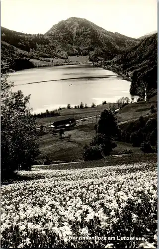 34585 - Niederösterreich - Narzissenflora am Lunzersee - nicht gelaufen