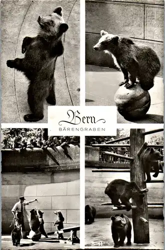 35088 - Schweiz - Bern , Bärengraben , Bären , La fosse aux ours - nicht gelaufen