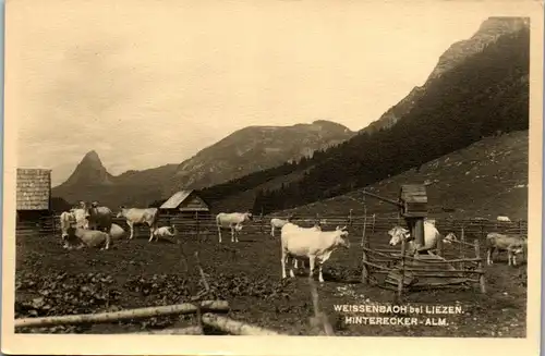35768 - Steiermark - Weissenbach bei Liezen , Hinterecker Alm , Kühe - nicht gelaufen