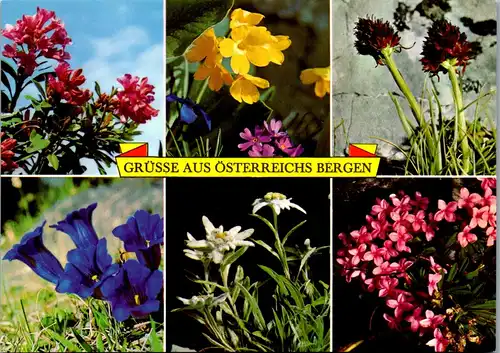 36703 - Blumen - Grüße aus Österreiches Bergen - nicht gelaufen