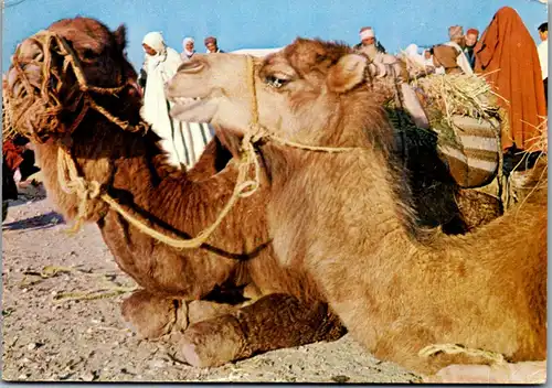 37028 - Tiere - Kamel , Camel , Tunesien , Kamelmarkt - gelaufen 1973