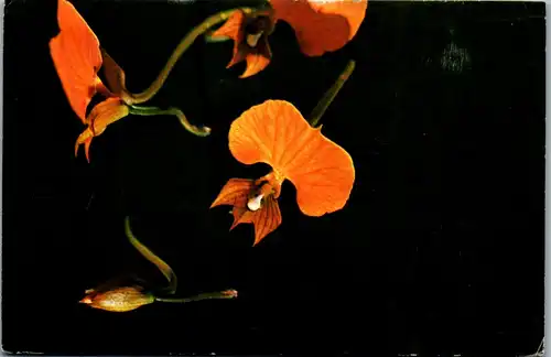 37099 - Ecuador - Orchids - gelaufen
