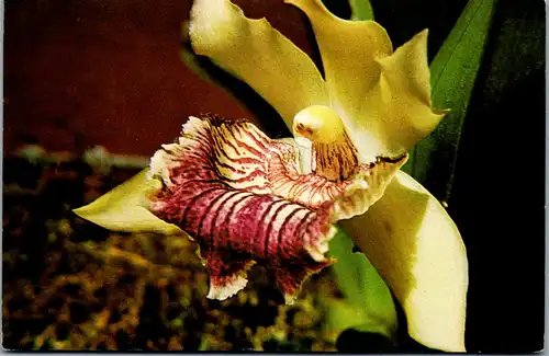 37100 - Ecuador - Orchids , Karte l. geknickt - gelaufen
