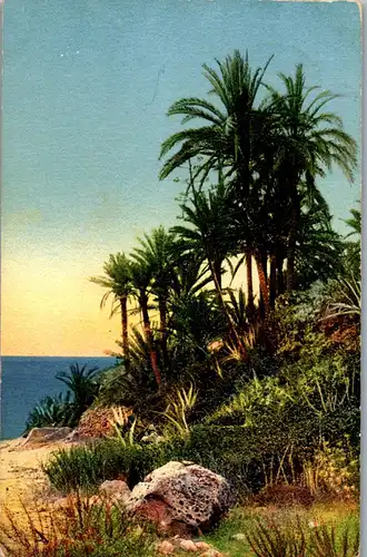 37484 - Künstlerkarte - Palmen , Landschaft - gelaufen 1912
