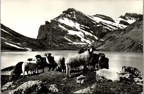 37993 - Schweiz - Gemmipass , Schafherde am Daubensee - gelaufen