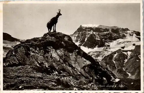 38069 - Schweiz - Chamois dans l'Alpe , Gämse - gelaufen 1936