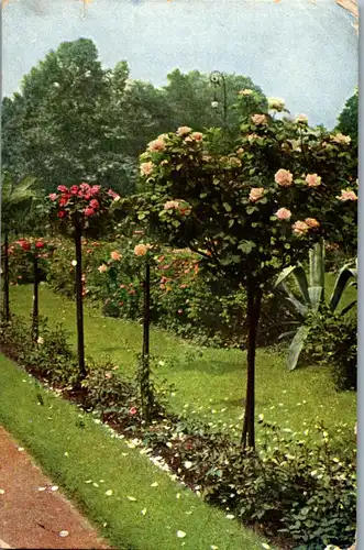 38204 - Künstlerkarte - Blühende Bäume , Rosen - gelaufen 1912