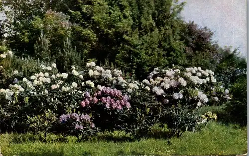 38209 - Künstlerkarte - Blühende Sträucher , Bäume - gelaufen 1912