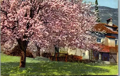 38211 - Künstlerkarte - Obstblüte in Tirol - gelaufen 1912