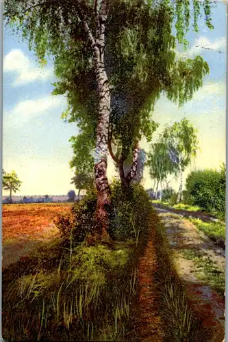 38414 - Künstlerkarte - Landschaft , Birke - gelaufen 1912